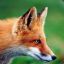 ¤\L&#039;W/¤ Foxy le Renard