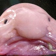 Mr. Blobfish