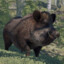 Boar