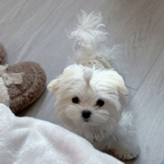 谁杀我我是谁爹