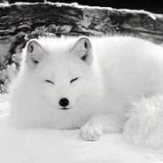 SnowyFox