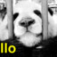 DaYellowPanda