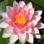 Waterlily