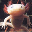 Axolotl_On_Dope