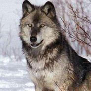 北落基山狼大战喜羊羊