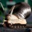 CombaT_SnaiL
