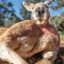 kangaroo