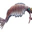 Anomalocaris