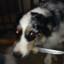 Buster(ᵗʷᵒ ᵖᵉʳᶦᵒ