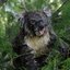 A Koala Eating Escargot