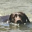 Water Dog!