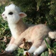 <(^-^)> Karma Baby Llama