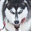 Husko Mlem~