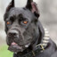 ็Cane Corso