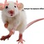 stenyil_rat