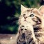 Cute Kitty