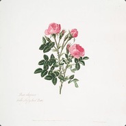 冈仁波齐的曙光