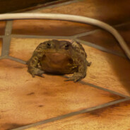 ken0.46 - steam id 76561199404963567