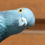 Pigeon