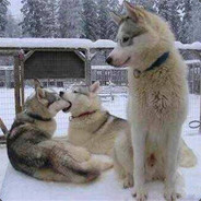 蹩脚的屁胡选手