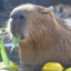 capybara
