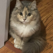 今天要吃麦当劳！芝士双层吉士堡！