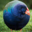 takahē