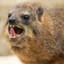 Rock hyrax