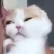 马可波罗大不列颠菜鸡