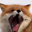 FOX^^