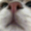 头像是我的猫