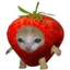 sTraWbERry cAT