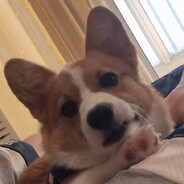 哈萌扛枪打鬼子