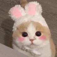 你是不是油猫饼