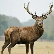 Олений пенис