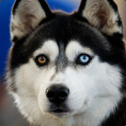 The Heterochromian Husky