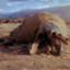 Graboid