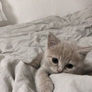 ангельская Execution