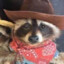 Cowboy Racoon