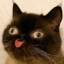 DerpyCat