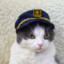 Captain D. Caterson