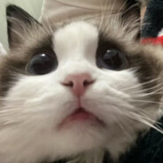 迎着阳光盛大逃亡