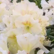 Daffodils