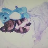 Дојчешвајне