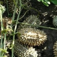 Дикий Огурец