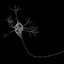 A Single Neuron