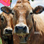 59cow