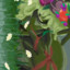 invisipal