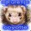 coyotte