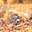 SleepingFox